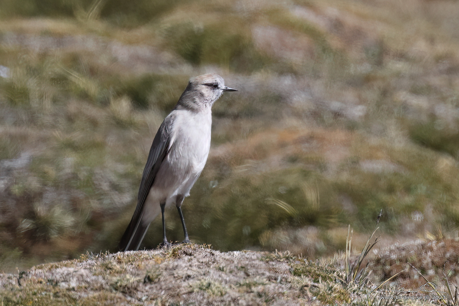 WHITE-FRONTED GROUND TYRANT (Muscisaxicola albifrons) - Stäng / close